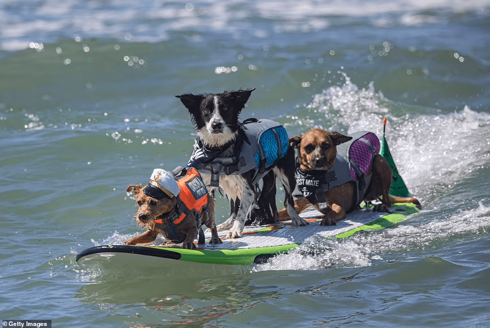 Hall Surfers - StrawPoll